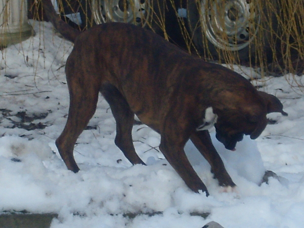 sneeuwpret met Laika