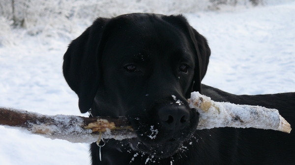 Als ie maar ijskoud is....