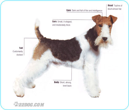 Foxterrier, draadhaar