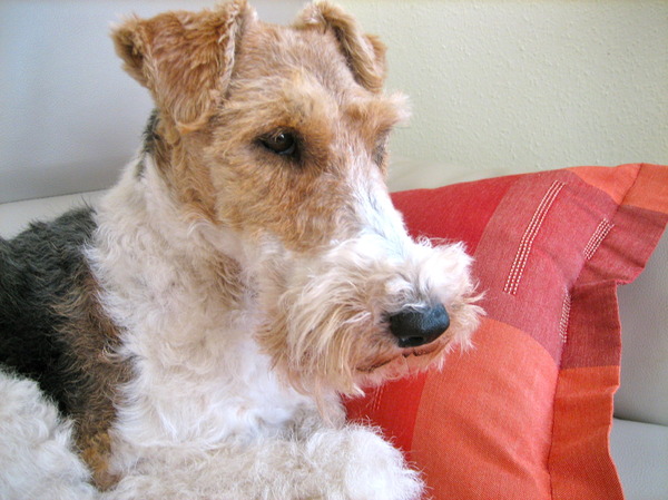 Foxterrier, draadhaar