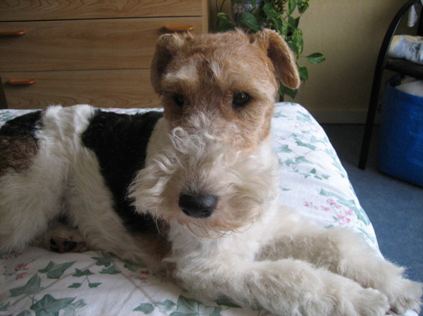 Foxterrier, draadhaar