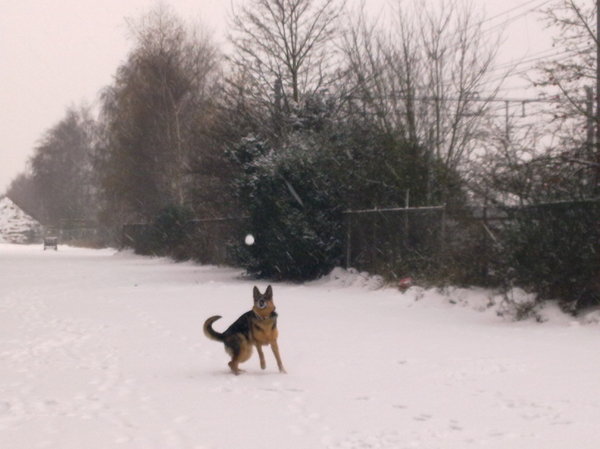 Sneeuwballen vangen!!!