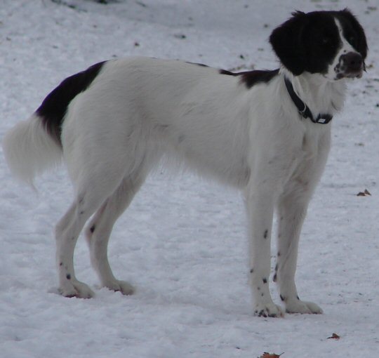 Drentsche Patrijshond