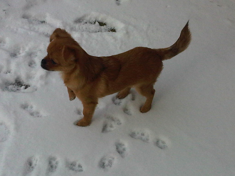 Grismo in de sneeuw!