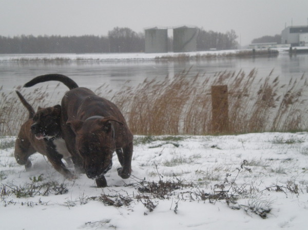 Waarom is er niet gepekelt