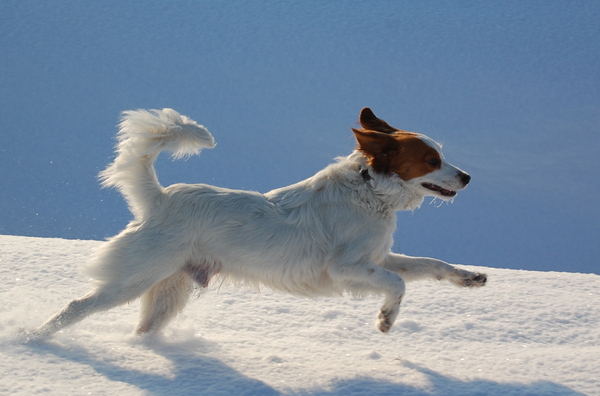 Kooikerhondje