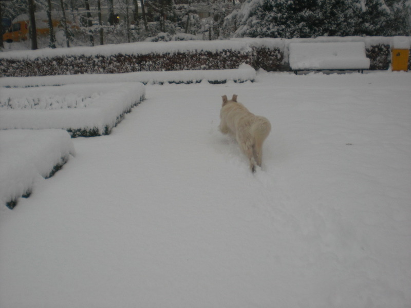 Het is net een konijntje als hij zo lekker rent door de sneeuw