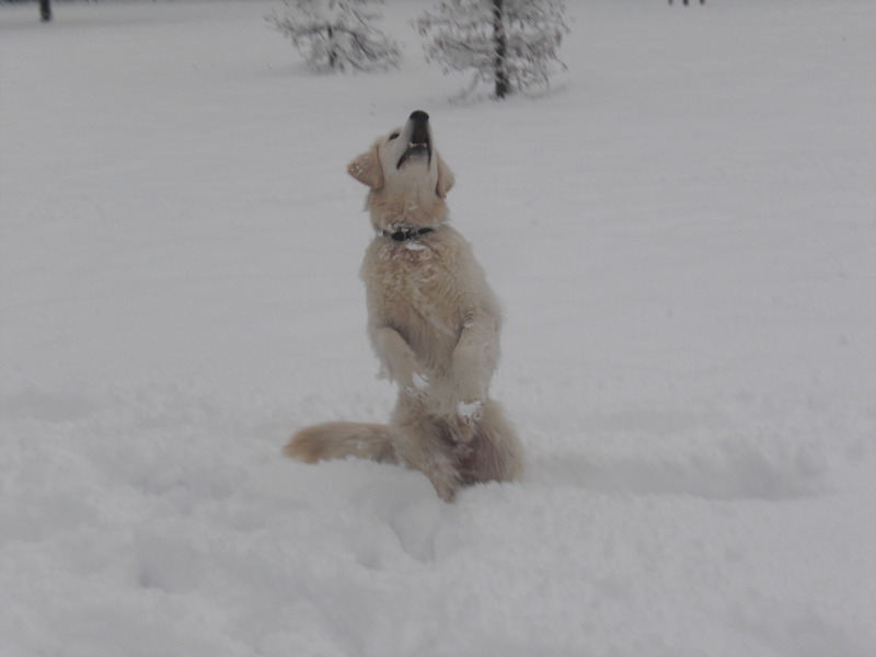 Wat is het leukst vind is sneeuwballen vangen!