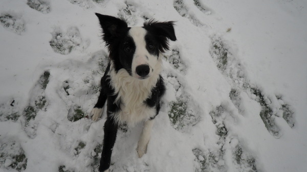 Yacko's eertje keer in de sneeuw