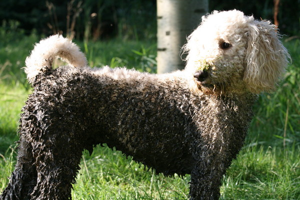 Labradoodle