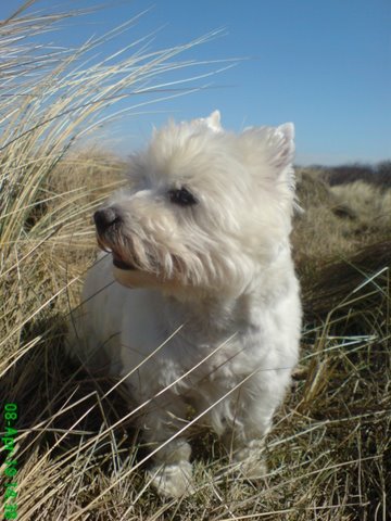 West Highland White Terrier