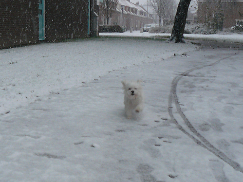 funny is gek op sneeuw