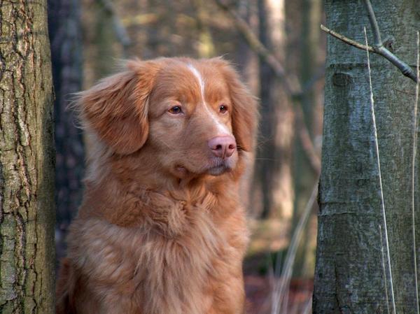 Nova Scotia Duck Tolling Retriever