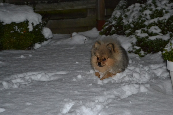 Spelen in de achtertuin