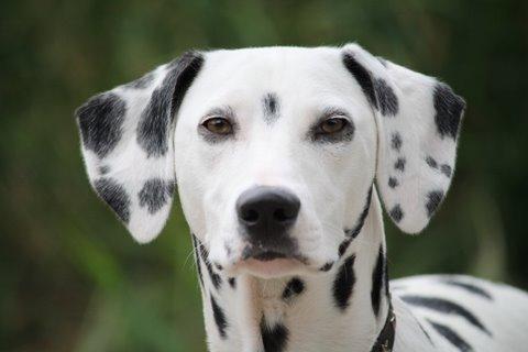 Dalmatische hond