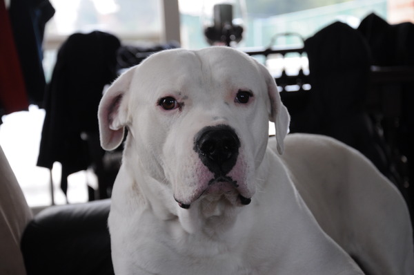 Dogo Argentino