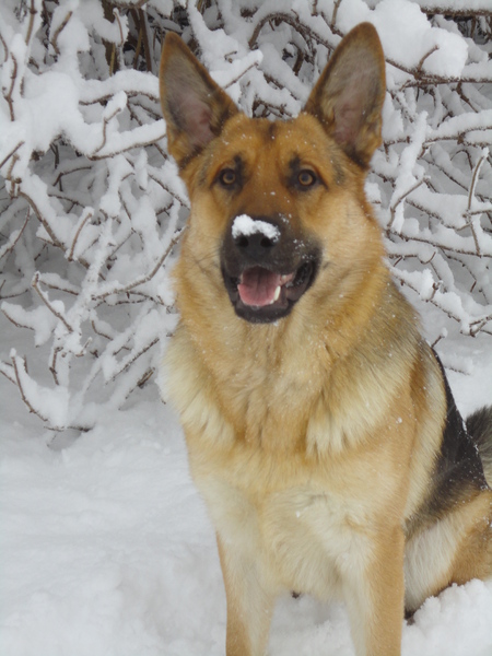Kijk! ik heb sneeuw op mijn neus zitten! leuk he!
