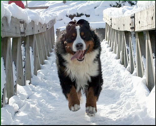 Geen brug te ver!!!!