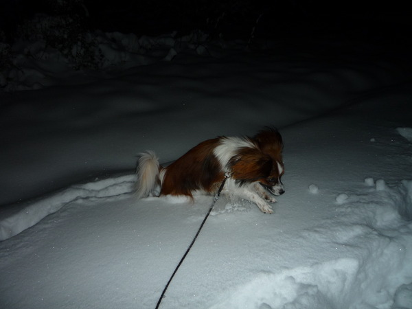 springen om boven de sneeuw uit te komen.