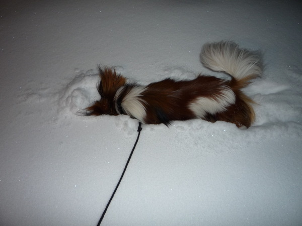 lekker door de sneeuw schuiven en snuiven!