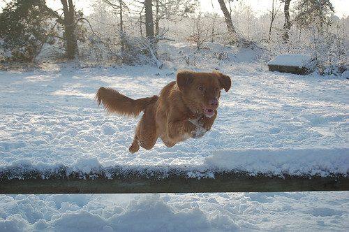 Springen en dollen in de sneeuw