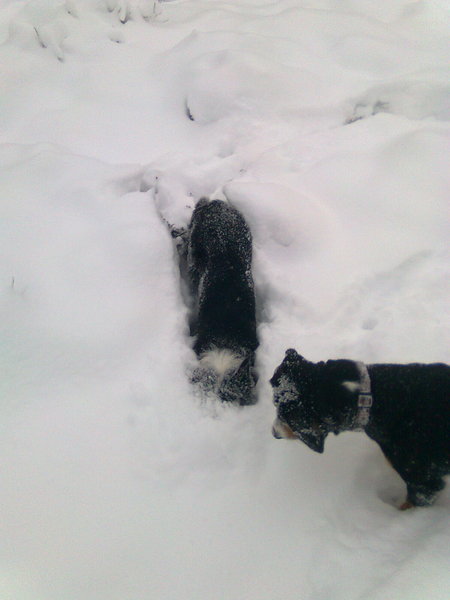 Dirk en Gitta op zoek naar de bal