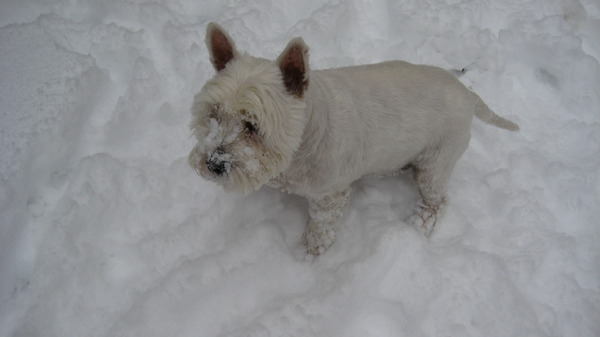 Billy in de tuin op zoek naar muizen 