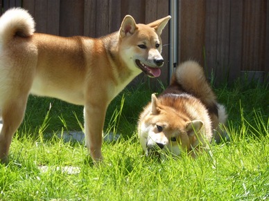 Shiba Inu