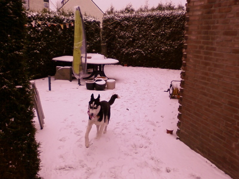 Skippa in de sneeuw