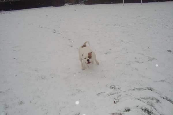 Nala in de sneeuw!