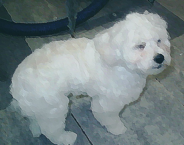 Nousya MaltezerXShih tzu