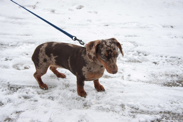 saartje voor het eerst in de sneew