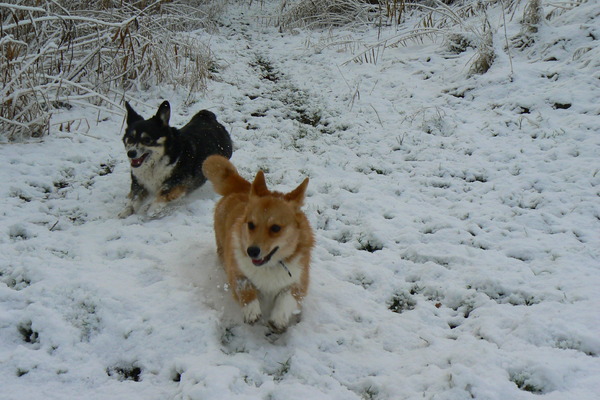 Welsh Corgi Pembroke