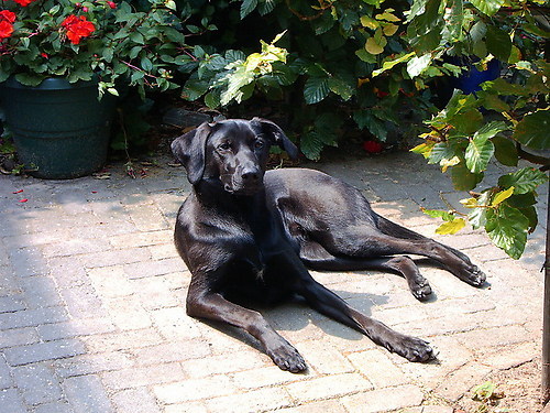 Lola: kruising duitse staander korthaar