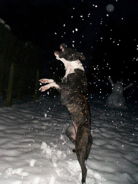 Het sneeuwt, het sneeeuwt,.. en tayka word nat!