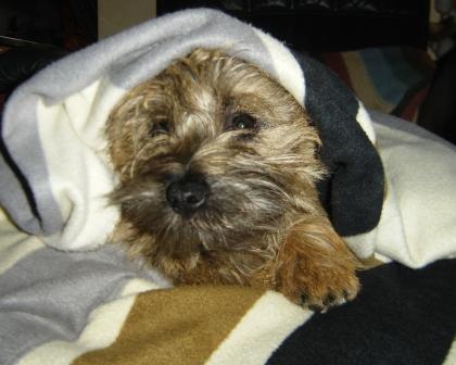 Rose na een wandeling