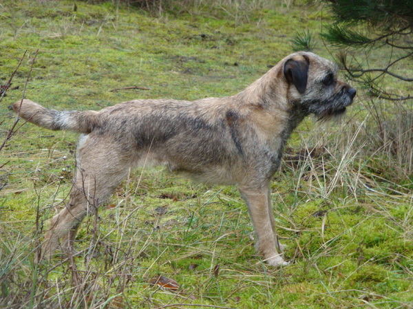Border Terrier