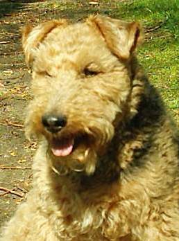 Welsh Terrier