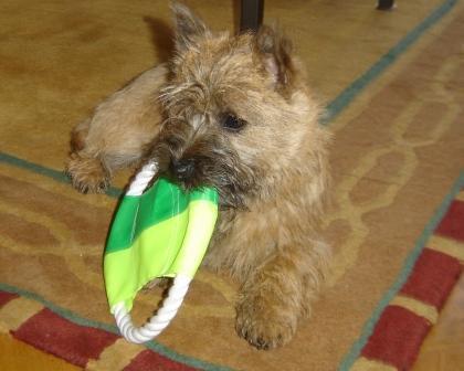 Rose en haar nieuwe speelgoed