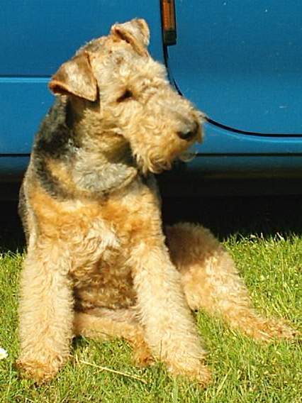 Welsh Terrier