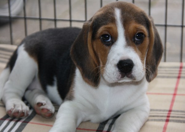 Beagle