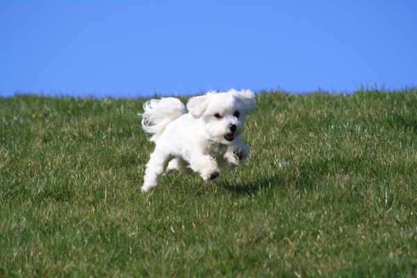 rennen.........ja.....leuk...ik kom..