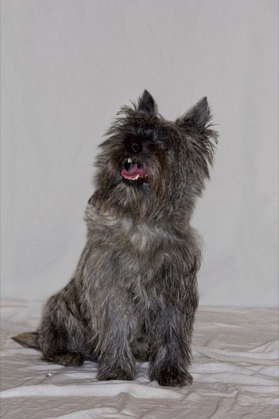 Cairn Terrier