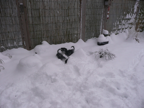Wij zijn reddingshonden!