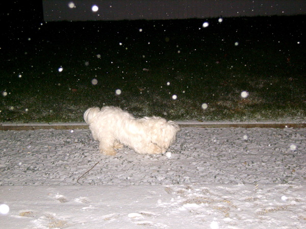 Noa spelen in de sneeuw