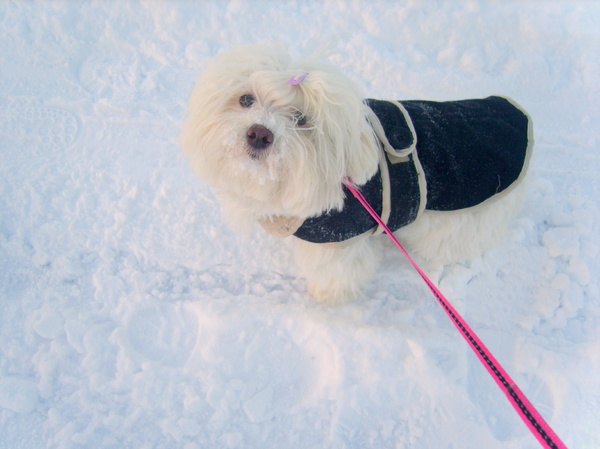 Noa wandelen in de sneeuw