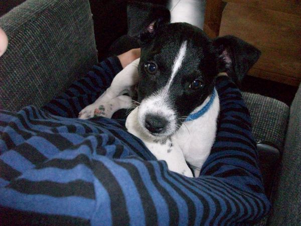 Odie the leukste hond op aarde