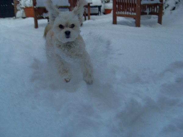 Lekker rennen door de sneeuw..
