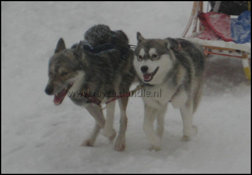 Daar waar een Husky thuis hoort, voor de slee.