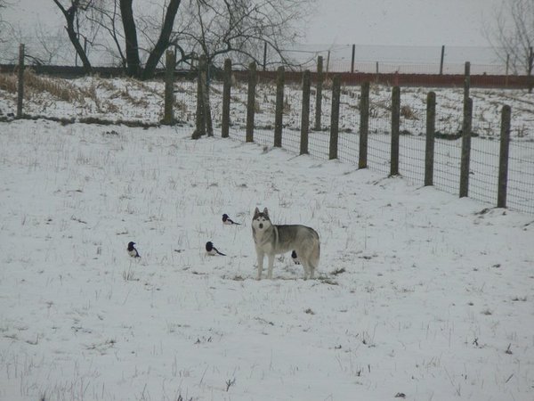 Blanca in de sneeuw met de vogeltjes :)